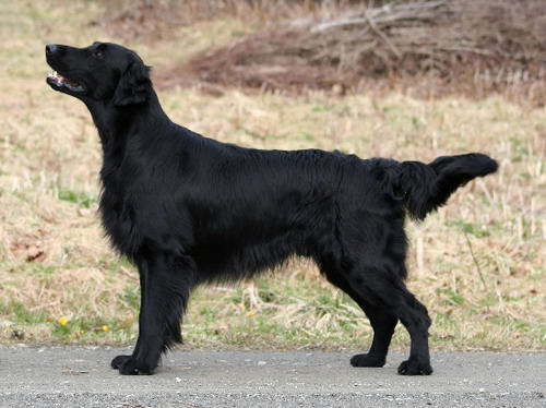 flat coated retriever