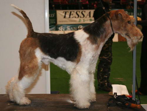 Fox Terrier pelo duro