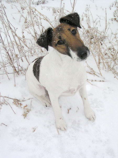 fox terrier pelo liso