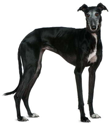 galgo español