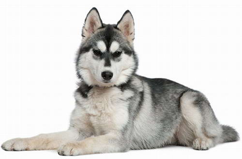 Husky siberiano