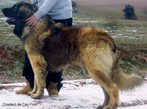 leonberger