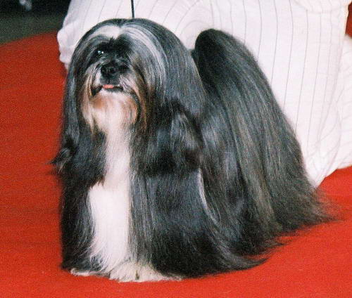 lhasa apso