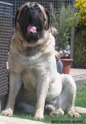 mastiff