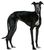 Galgo Español