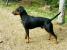 Pinscher aleman