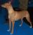 Podenco andaluz