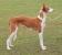 Podenco ibicenco