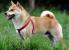 Shiba inu