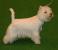 West Highland white terrier