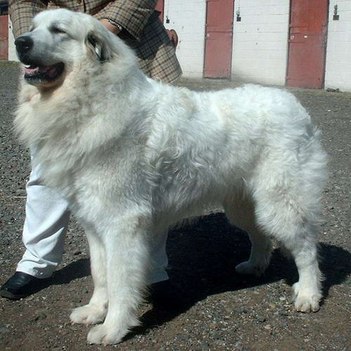 perro de montaña de los pirineos