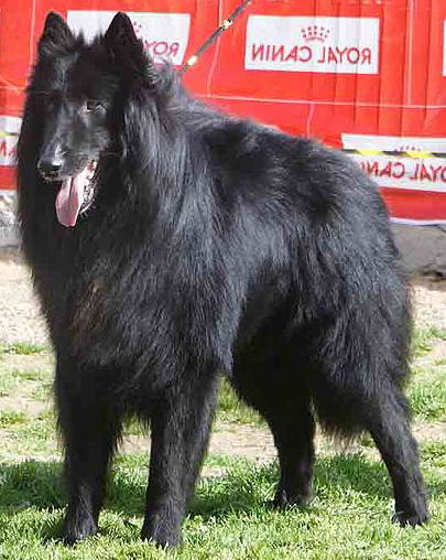 perro de pastor belga groenendael