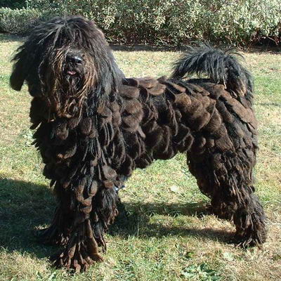 perro de pastor bergamasco