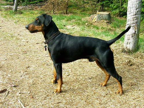 pinscher aleman