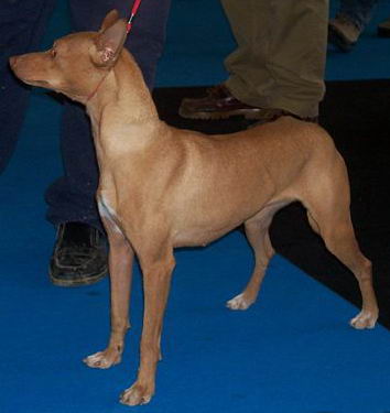 podenco andaluz