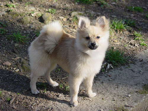 pomerania