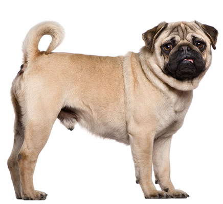 pug carlino