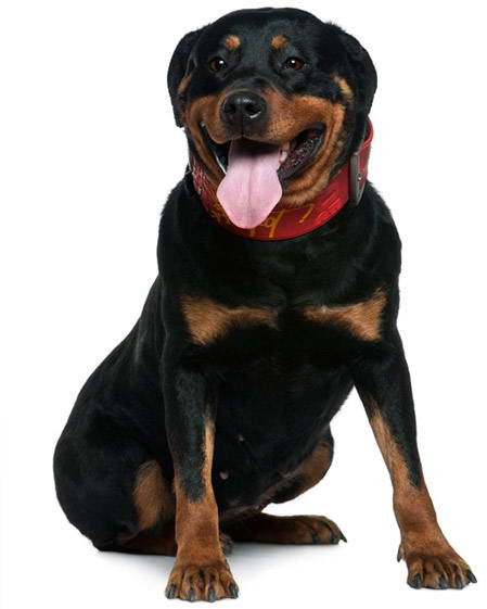 Rottweiler