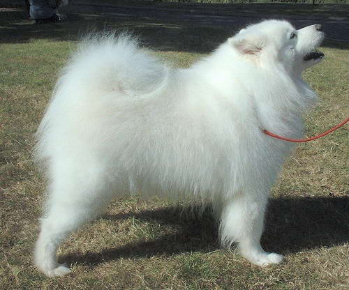 samoyedo