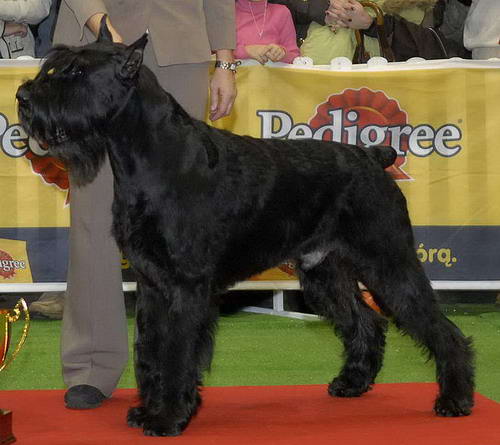 Schnauzer gigante