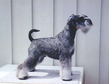 Schnauzer miniatura