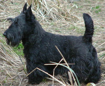 scottish terrier