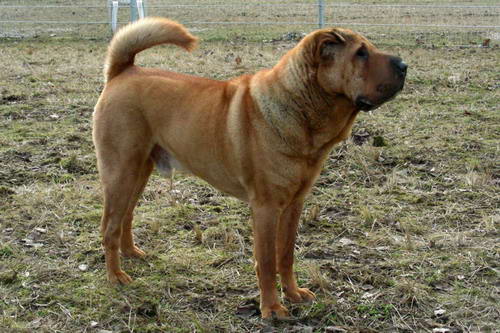 Shar Pei