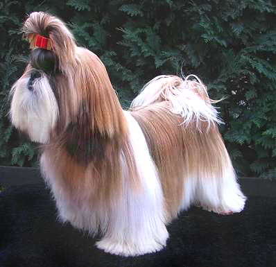 shih tzu