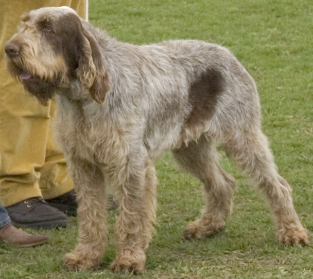 spinone italiano