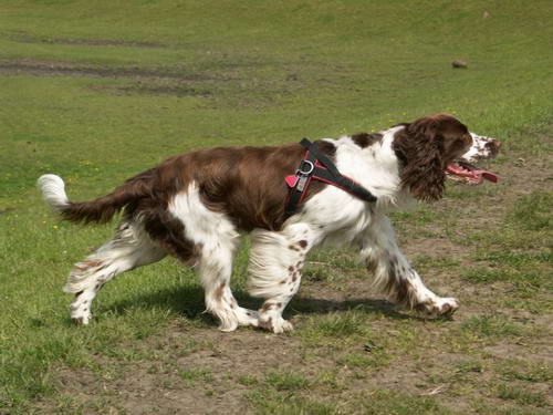 springer spaniel ingles