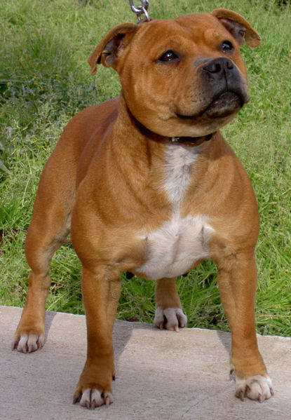 staffordshire bull terrier