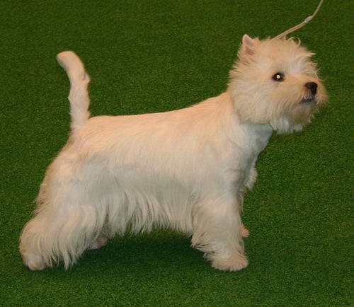 West Highland white terrier