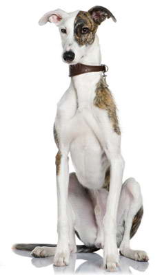 whippet