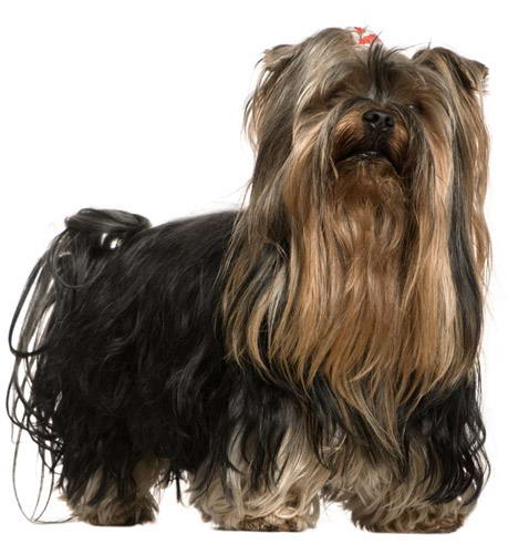 Yorkshire Terrier